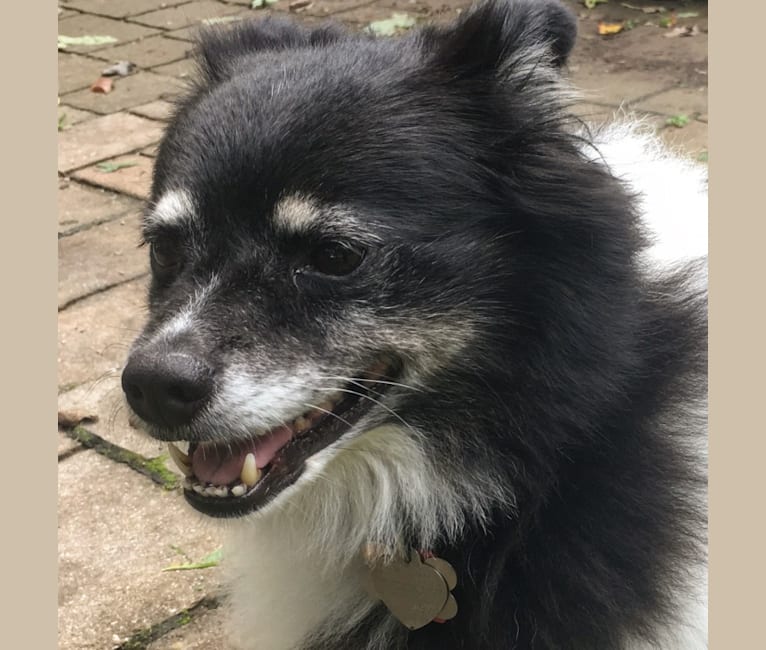 Photo of Piper, an American Eskimo Dog mix