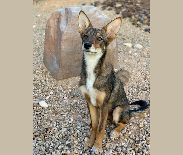Blue heeler cheap coyote mix