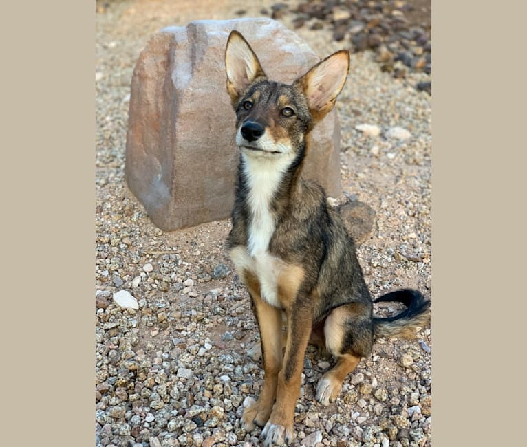 Cilantro, a Border Collie and Coyote mix tested with EmbarkVet.com