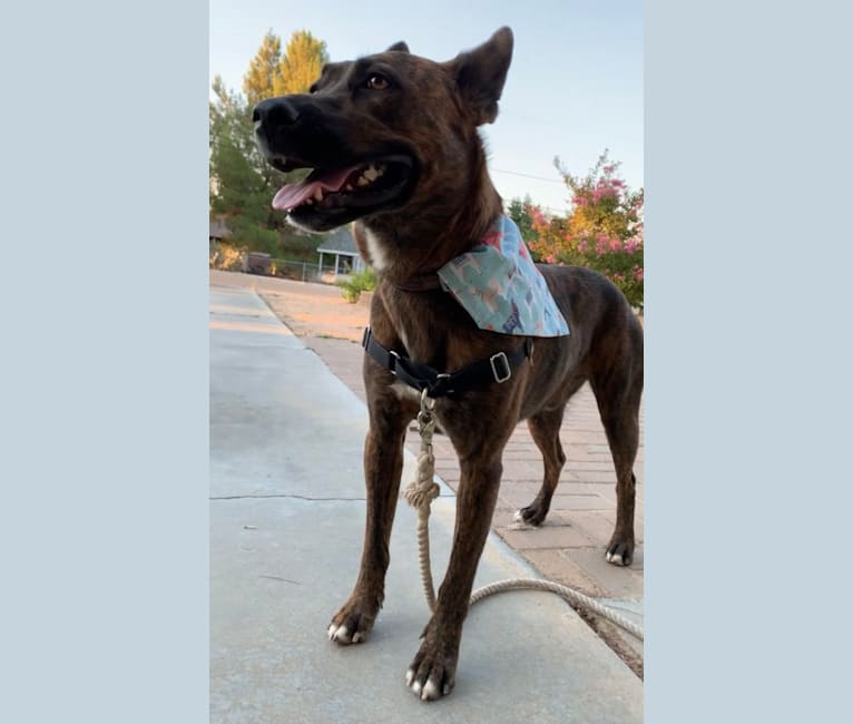 Photo of INU, an American Pit Bull Terrier, German Shepherd Dog, Labrador Retriever, and Mixed mix in San Bernardino, CA, USA