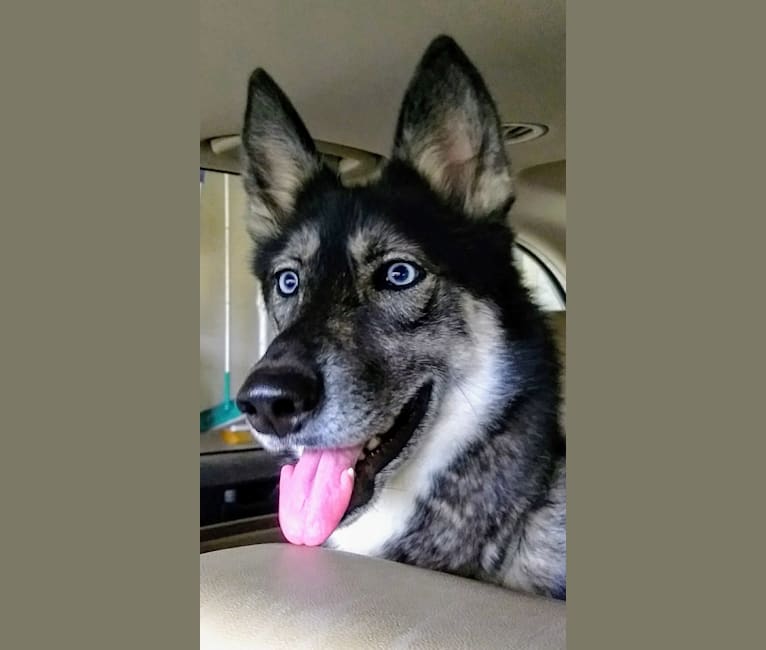 Basha, a Siberian Husky and German Shepherd Dog mix tested with EmbarkVet.com