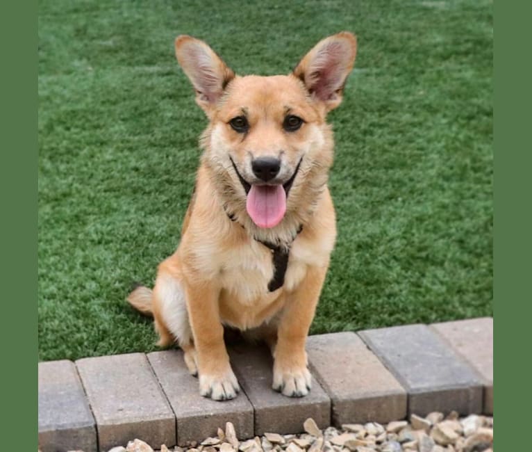 Athena, a Chow Chow and Australian Cattle Dog mix tested with EmbarkVet.com