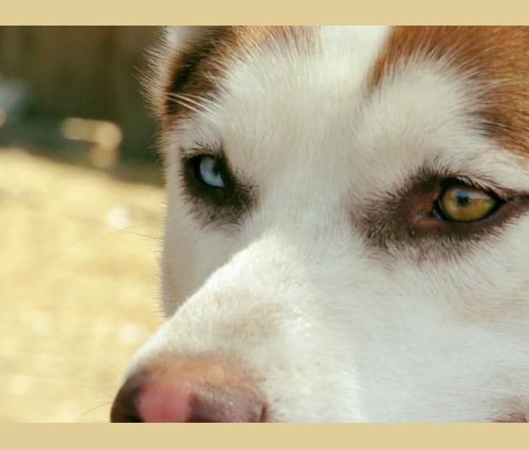 Kahlua, a Siberian Husky tested with EmbarkVet.com