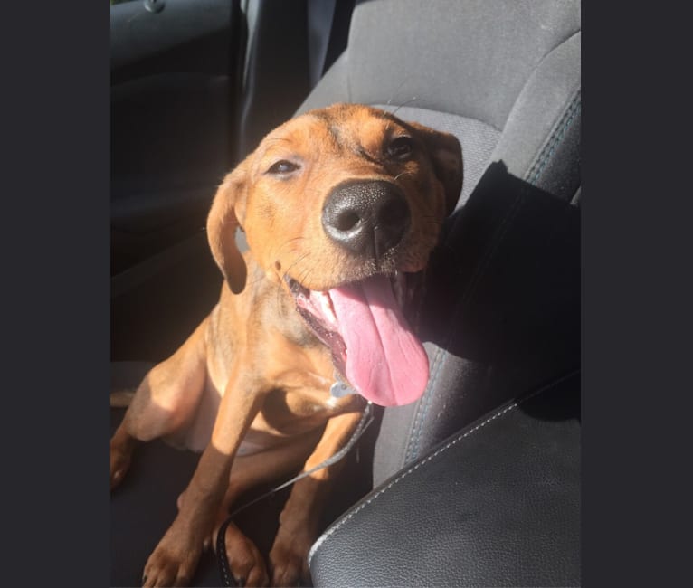 Pitbull walker online hound mix