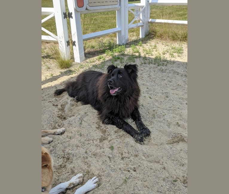 Teddy, a Rottweiler and Samoyed mix tested with EmbarkVet.com