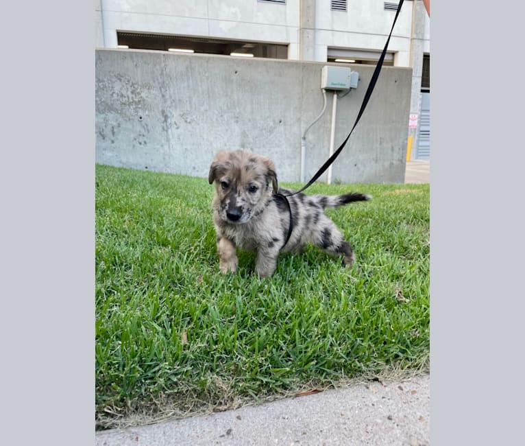 Photo of Murphy, a German Shepherd Dog and Labrador Retriever mix in Houston, Texas, USA