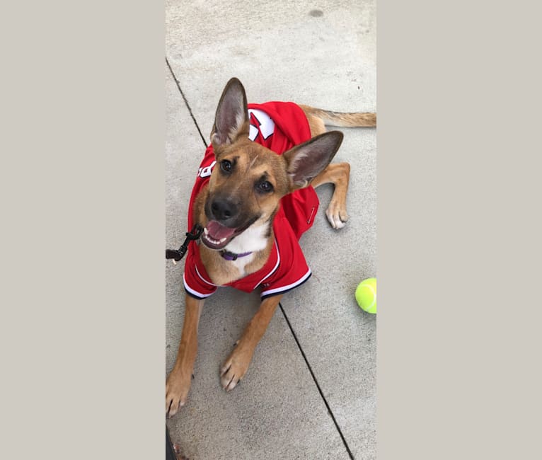 Photo of Harper, a German Shepherd Dog and Boston Terrier mix in Nashville, Tennessee, USA