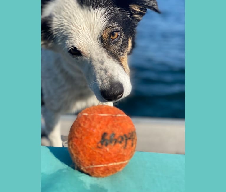 Photo of Auzzie, a Border Collie and Australian Cattle Dog mix in Idaho, USA