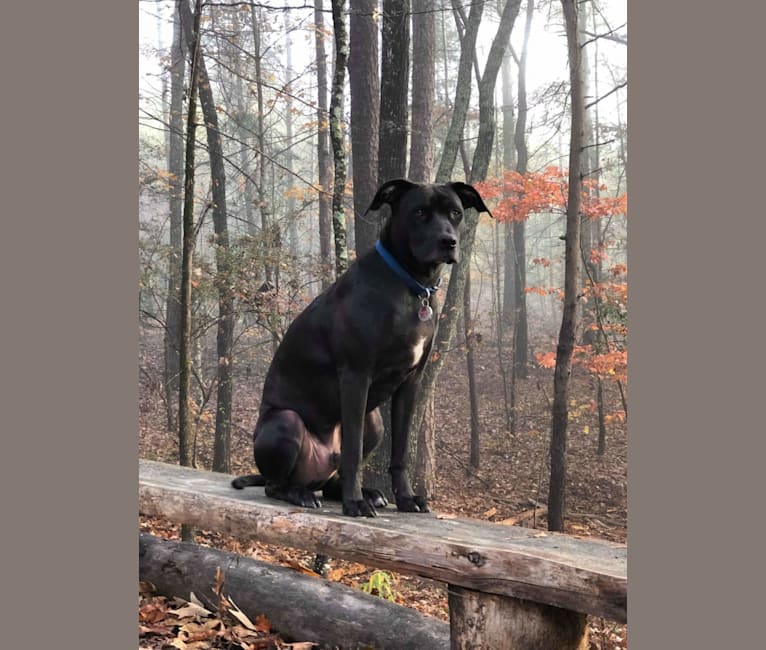 Photo of Zero, a Boxer, Labrador Retriever, American Bulldog, Chow Chow, American Staffordshire Terrier, and Mixed mix in Columbia, South Carolina, USA