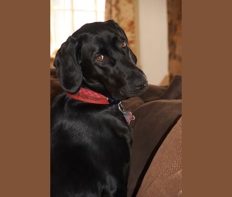 Maggie, a Bloodhound and Labrador Retriever mix tested with EmbarkVet.com