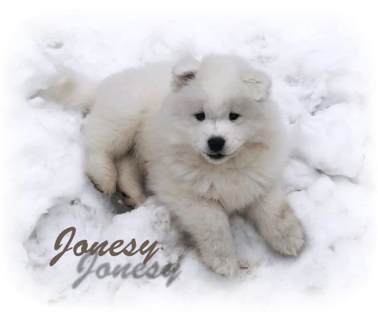 Jonesy, a Samoyed tested with EmbarkVet.com