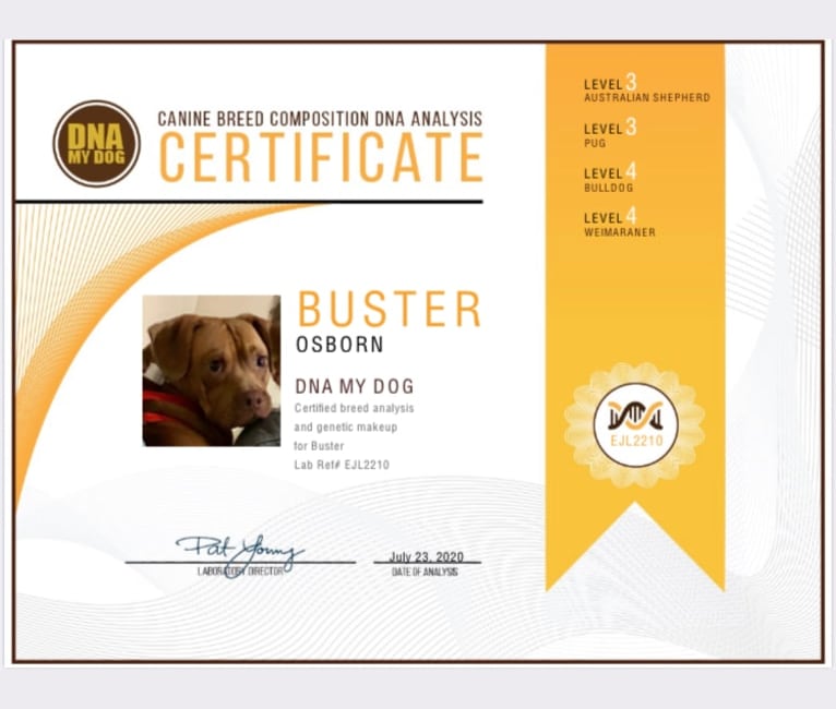 Buster, an American Pit Bull Terrier and Pug mix tested with EmbarkVet.com
