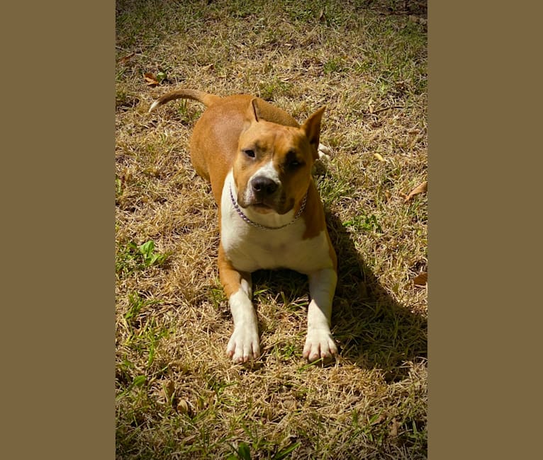 Photo of FantaC’s Bware of My Magic Doll, an American Staffordshire Terrier  in Michigan, USA