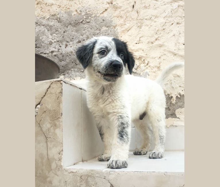 Photo of Iggy, an American Pit Bull Terrier, German Shepherd Dog, Labrador Retriever, Boxer, and Mixed mix in Coahuila, Coahuila de Zaragoza, Mexico