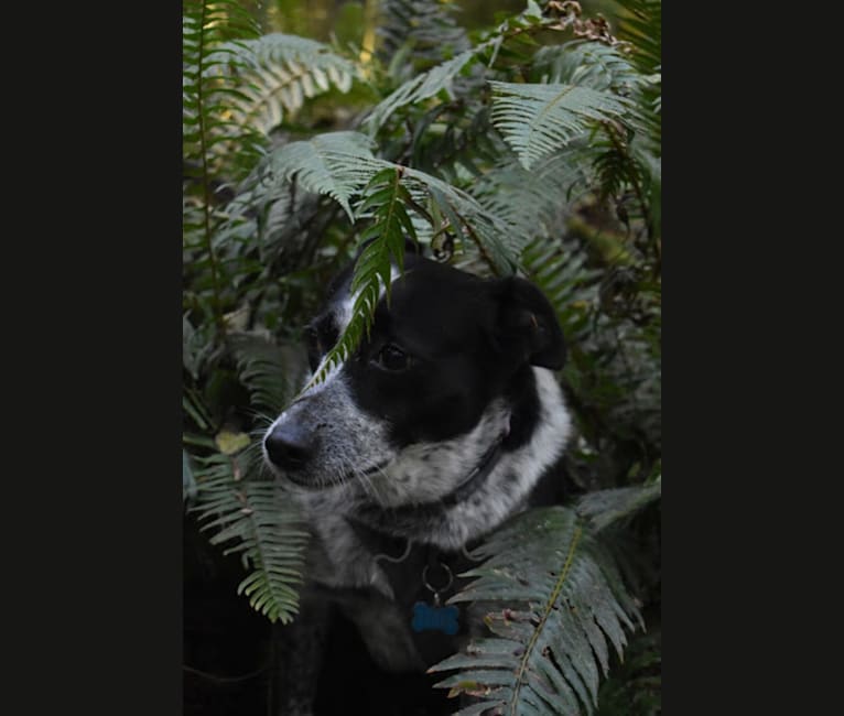 Photo of luna, an American Pit Bull Terrier, Australian Cattle Dog, German Shepherd Dog, Labrador Retriever, and Mixed mix in Hawaii, USA