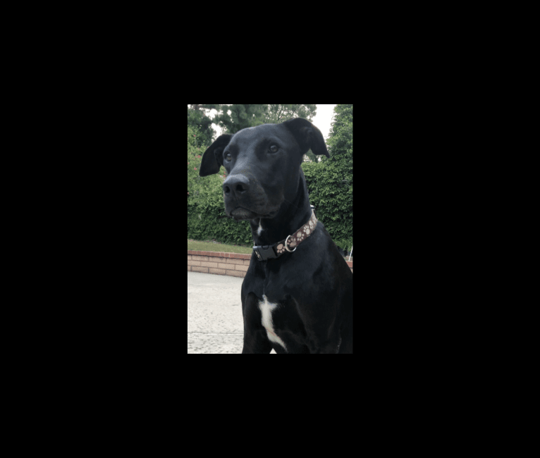 Kobe, a Dogo Argentino and Doberman Pinscher mix tested with EmbarkVet.com