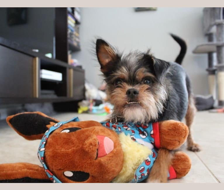 Photo of Quincy, a Shih Tzu and Chihuahua mix in Orlando, Florida, USA