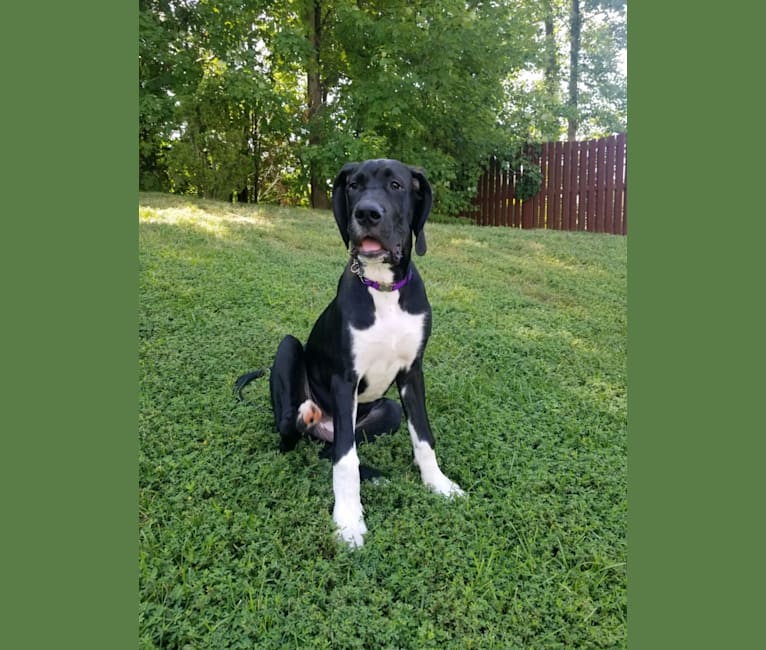 Loki, a Great Dane and Dogo Argentino mix tested with EmbarkVet.com
