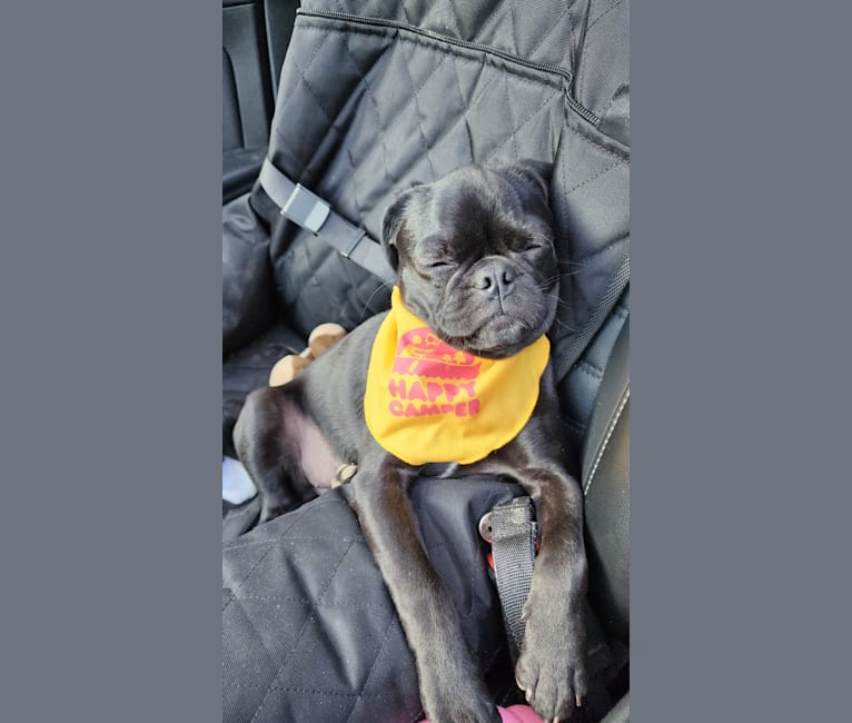 Carbonite Dalglish, a Pug and Boston Terrier mix tested with EmbarkVet.com