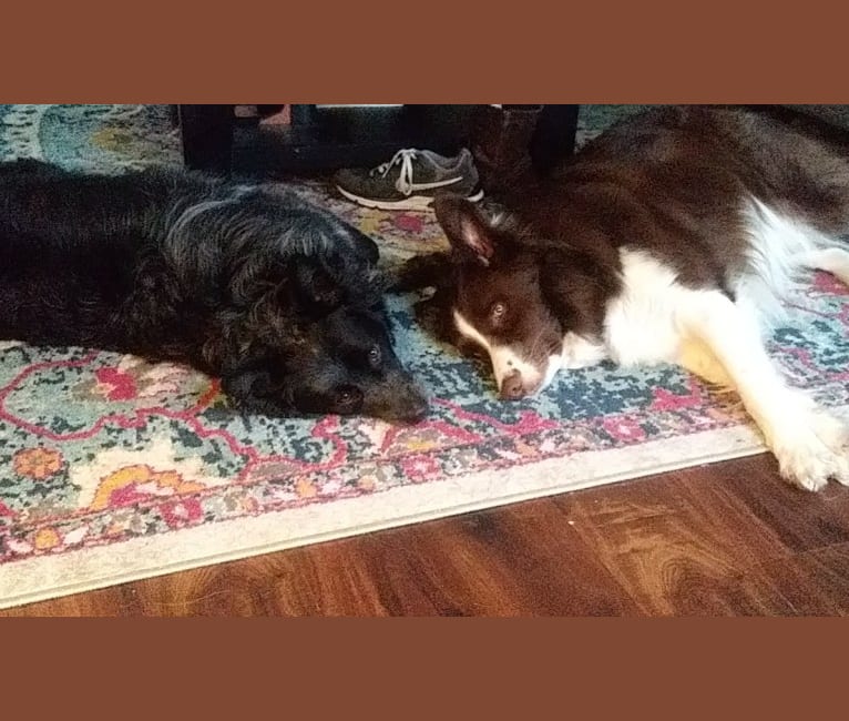 Atlas Mussatti, a Border Collie tested with EmbarkVet.com