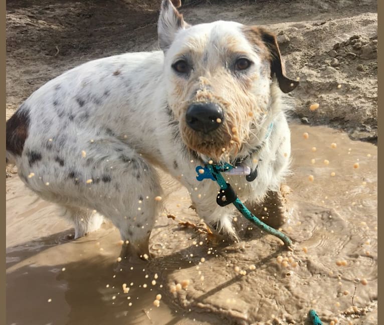 Photo of Sherlock, an Australian Cattle Dog, Poodle (Standard), and Staffordshire Terrier mix in California, USA