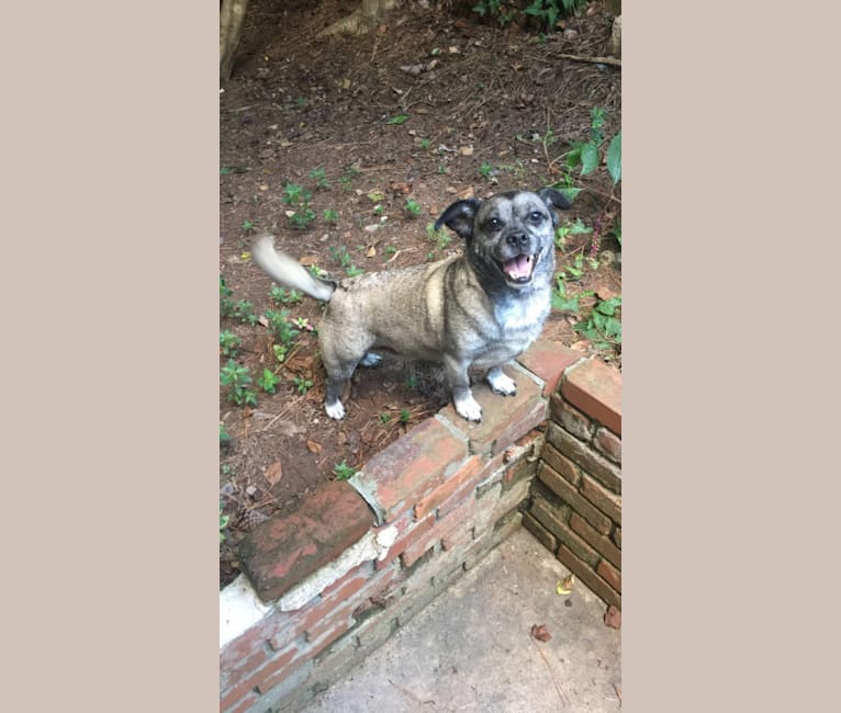 Photo of Boots, a Pug, Rat Terrier, Pekingese, and Mixed mix in Decatur, Georgia, USA