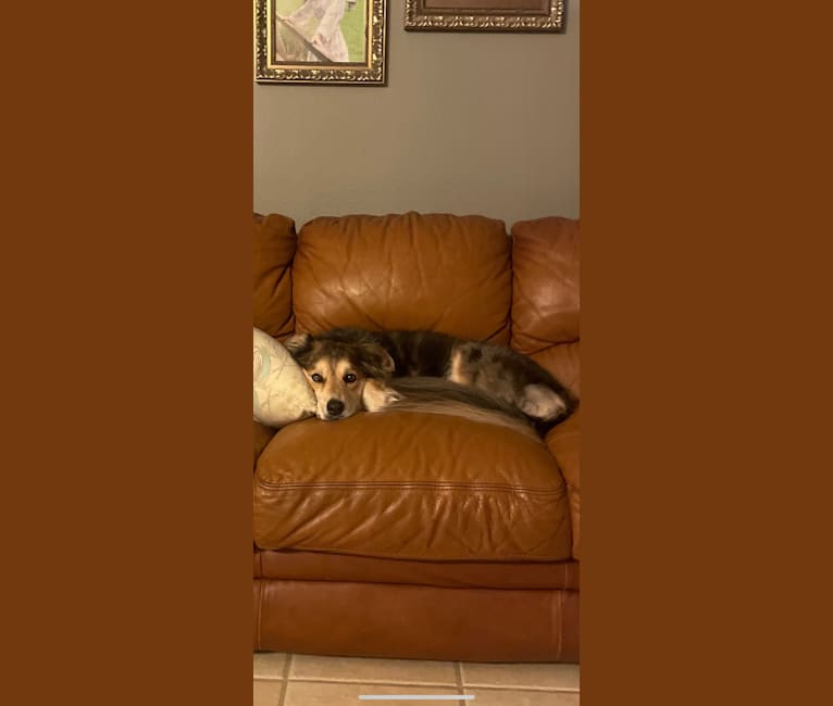 Lily, a Siberian Husky and Catahoula Leopard Dog mix tested with EmbarkVet.com