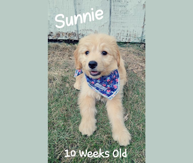 Sunnie, a Goldendoodle tested with EmbarkVet.com