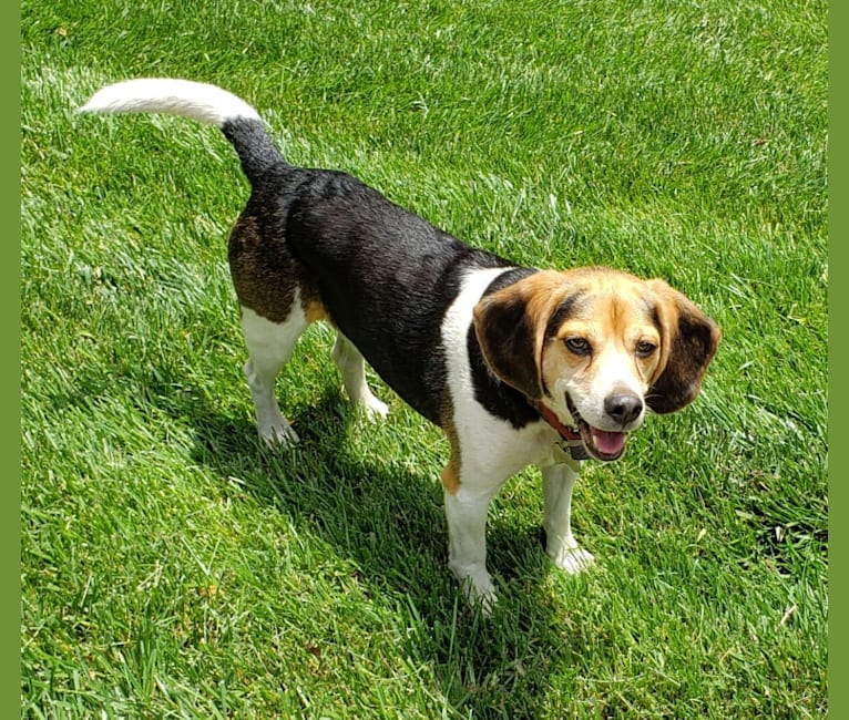 Hobson, a Beagle tested with EmbarkVet.com