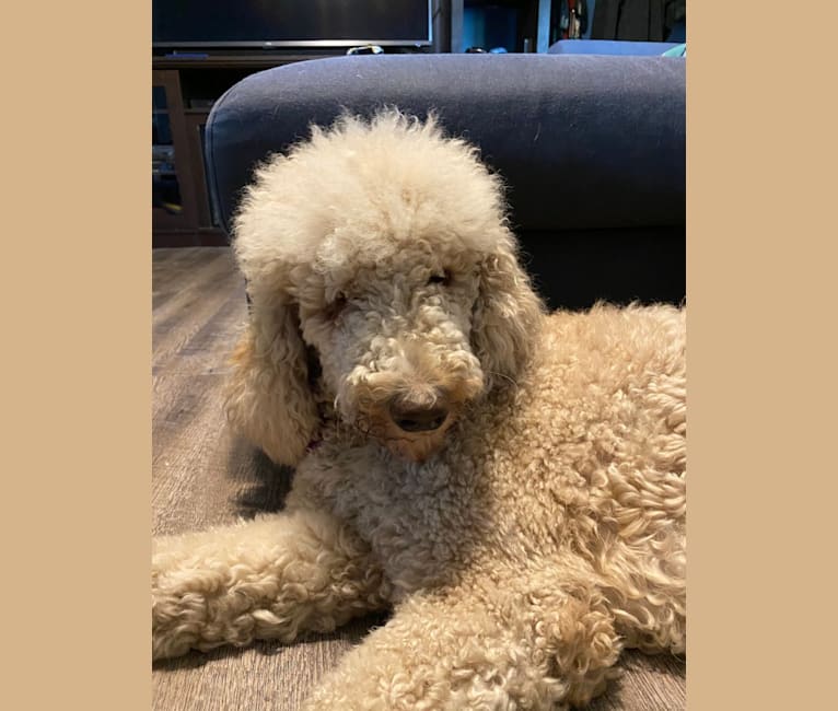 Maple, a Poodle (Standard) tested with EmbarkVet.com