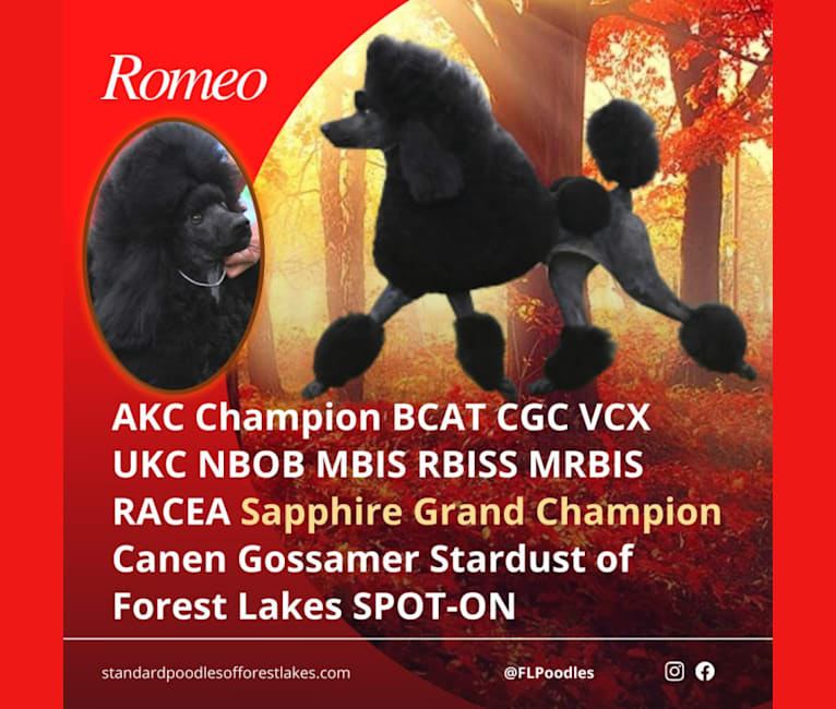 Romeo, a Poodle (Standard) tested with EmbarkVet.com