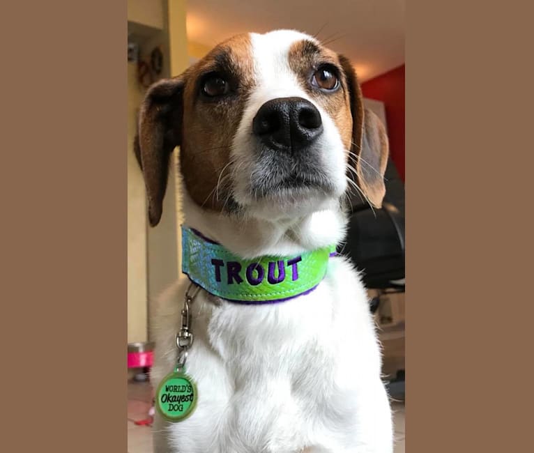 Trout, a Beagle and Irish Terrier mix tested with EmbarkVet.com
