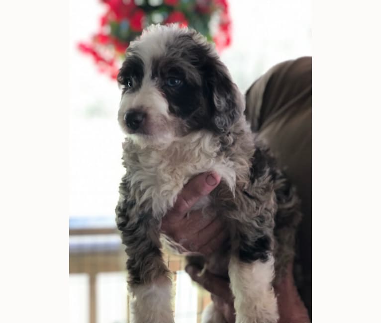 Photo of Obi1, an Aussiedoodle (6.3% unresolved) in Wauchula, Florida, USA