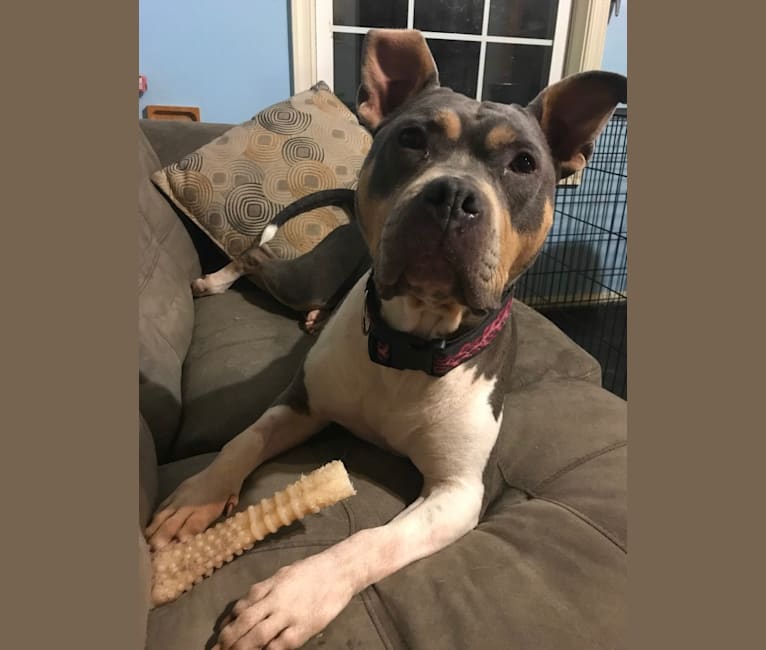 Photo of Letty von Wigglebottom, an American Bully, American Pit Bull Terrier, and American Staffordshire Terrier mix in Clear Brook, Virginia, USA