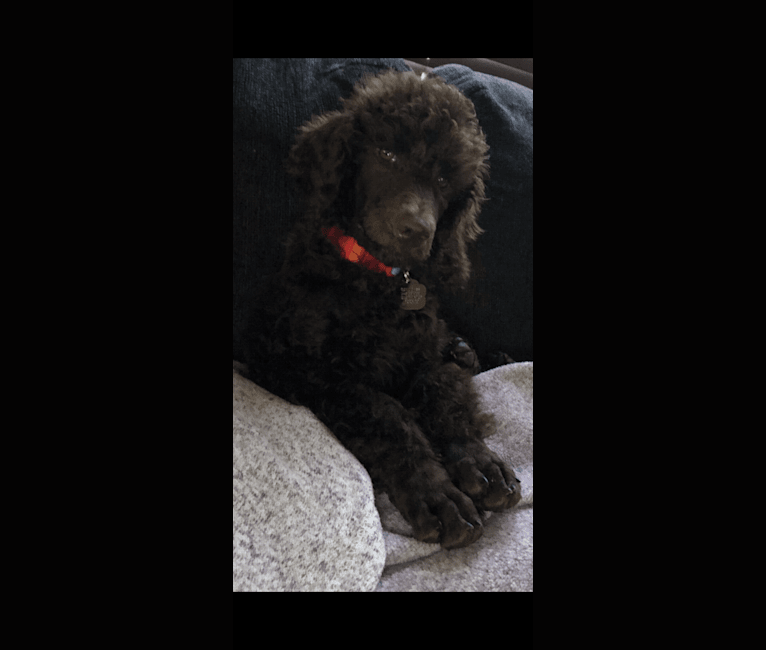 Photo of Remy Bass, a Poodle (Standard)  in Middleburg, Pennsylvania, USA