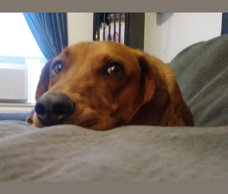 Redbone coonhound dachshund mix discount