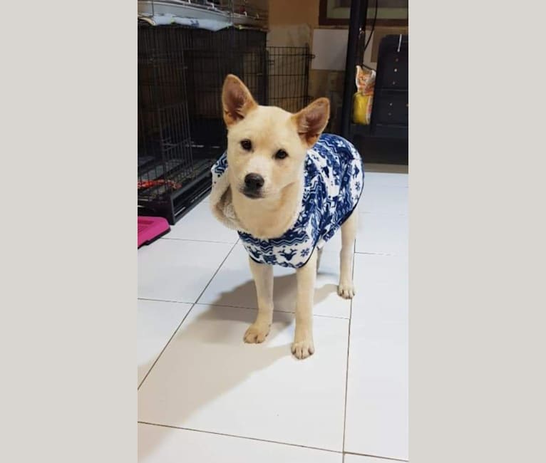 Sarang, a Japanese or Korean Village Dog tested with EmbarkVet.com