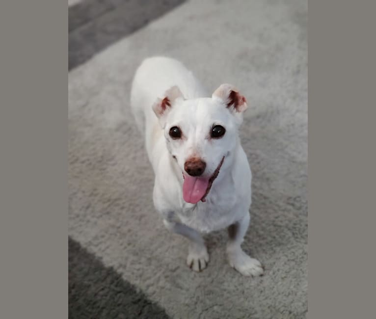 Photo of Barry, a Chihuahua, Rat Terrier, Poodle (Small), Pekingese, and Cocker Spaniel mix in Santa Clara, California, USA