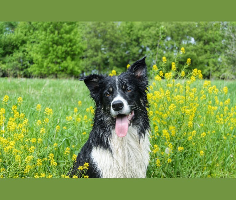 Photo of Jack, a Border Collie and English Shepherd mix in Elkhart Lake, WI, USA
