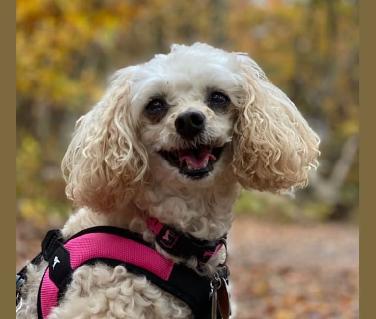 Angel, a Poodle (Small) tested with EmbarkVet.com