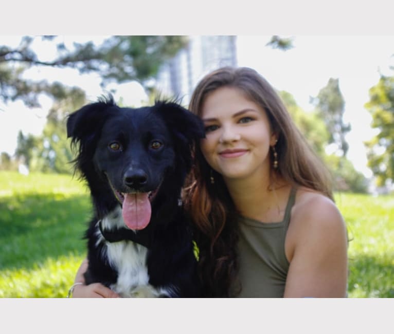 Moki, a Boxer and Australian Cattle Dog mix tested with EmbarkVet.com