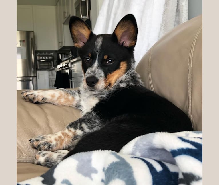 Corgi cattle mix sales
