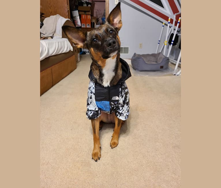 Photo of Afton, an Australian Cattle Dog and Chihuahua mix in Laredo, Texas, USA