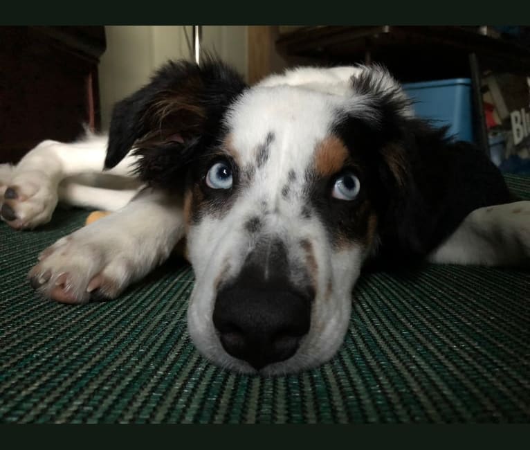 Opie, an Australian Shepherd and Collie mix tested with EmbarkVet.com