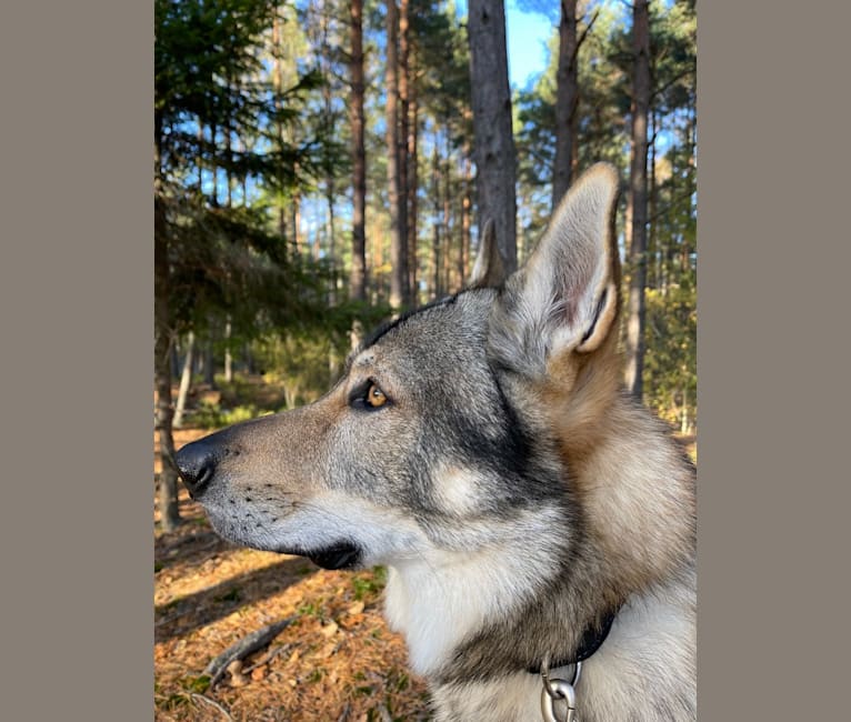 Leo, a Czechoslovakian Vlcak tested with EmbarkVet.com