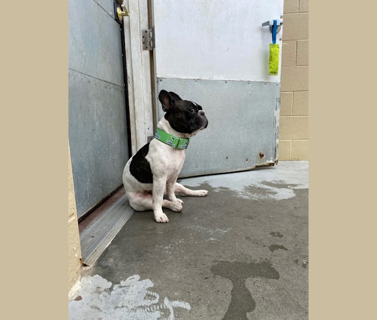 Photo of Koichi “Kohh”, a French Bulldog  in Fairfield, California, USA