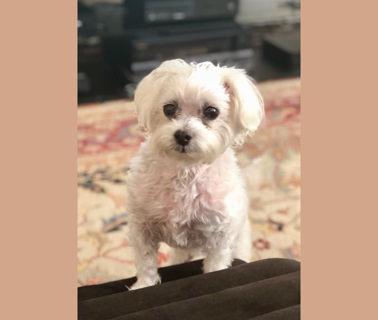 Baxter, a Maltese tested with EmbarkVet.com