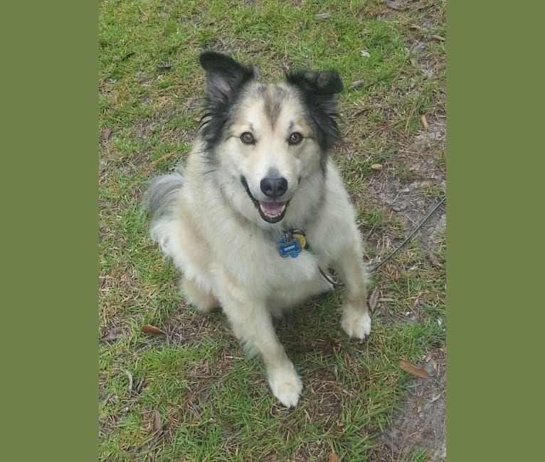 embark dog dna test breed