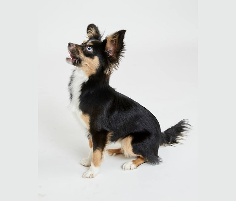 Papillon german deals shepherd mix