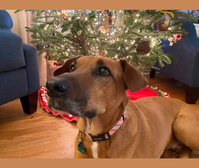 Photo of Tate, an American Pit Bull Terrier, Labrador Retriever, Bulldog, Boxer, and Mixed mix in Huntsville, Alabama, USA